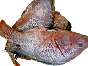 FRESH TILAPIA